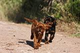 KING CHARLES SPANIEL 187